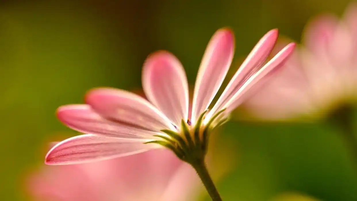 喜欢一个女孩不敢表白？3个方法破解你的情感困境