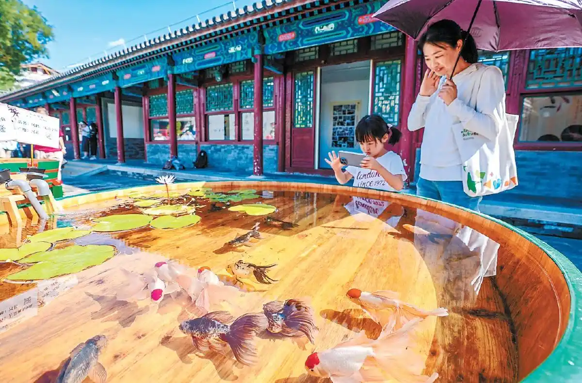 通州“游”出稀罕金鱼 让宫廷金鱼“游入”寻常百姓家