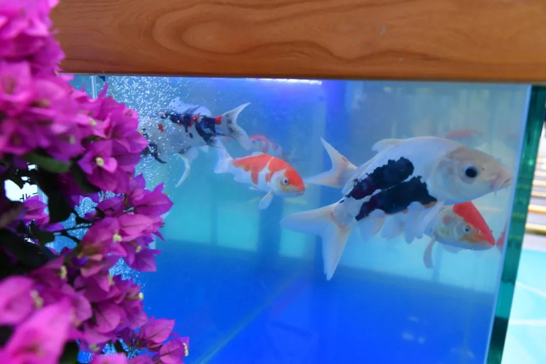 北京观赏鱼种质资源 “通州产”占据“半壁江山”