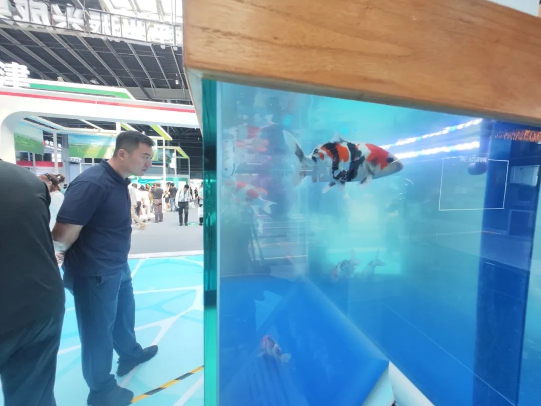 北京观赏鱼种质资源 “通州产”占据“半壁江山”