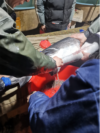 节气探农事|立夏前后鲟鱼的养殖宝典