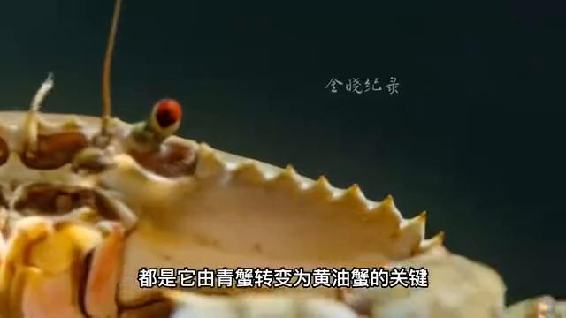 “黄油蟹”螃蟹中的劳斯莱斯,单是一只的价格就要高达几千元
