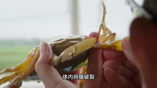 “黄油蟹”螃蟹中的劳斯莱斯,单是一只的价格就要高达几千元