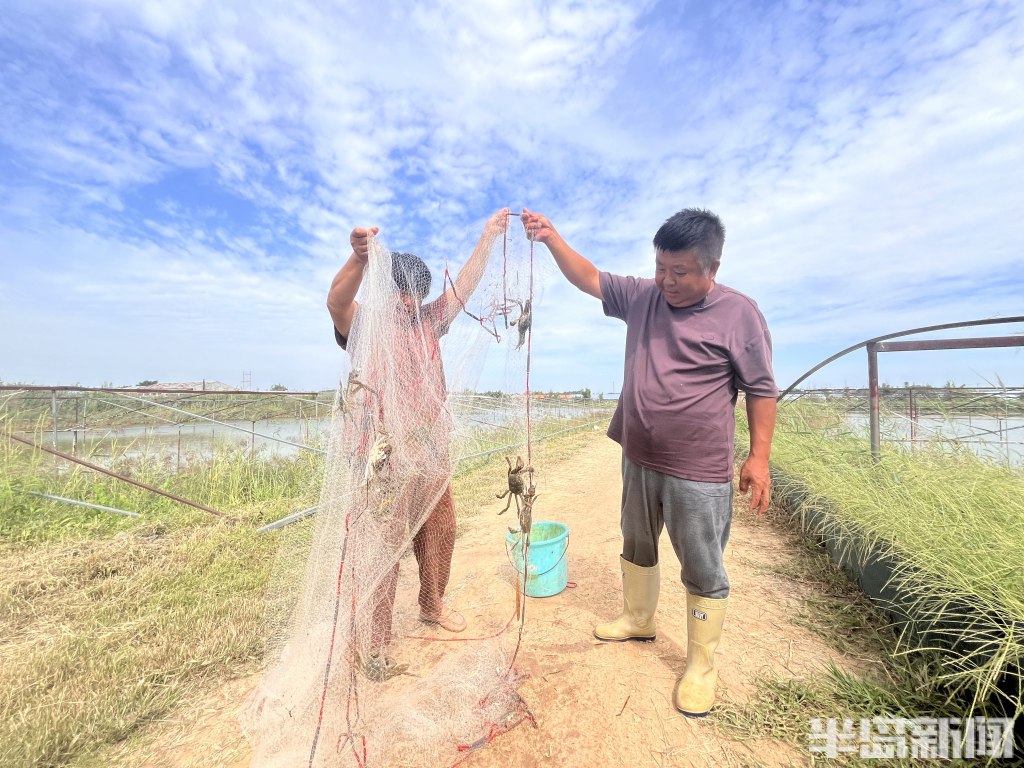青岛故事|用井水养殖,味道鲜美的青岛本地大闸蟹即将上市