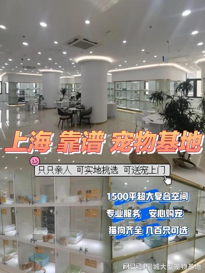 上海买宠物猫狗在哪里买比较好,这家实体老店买的放心有安全保障