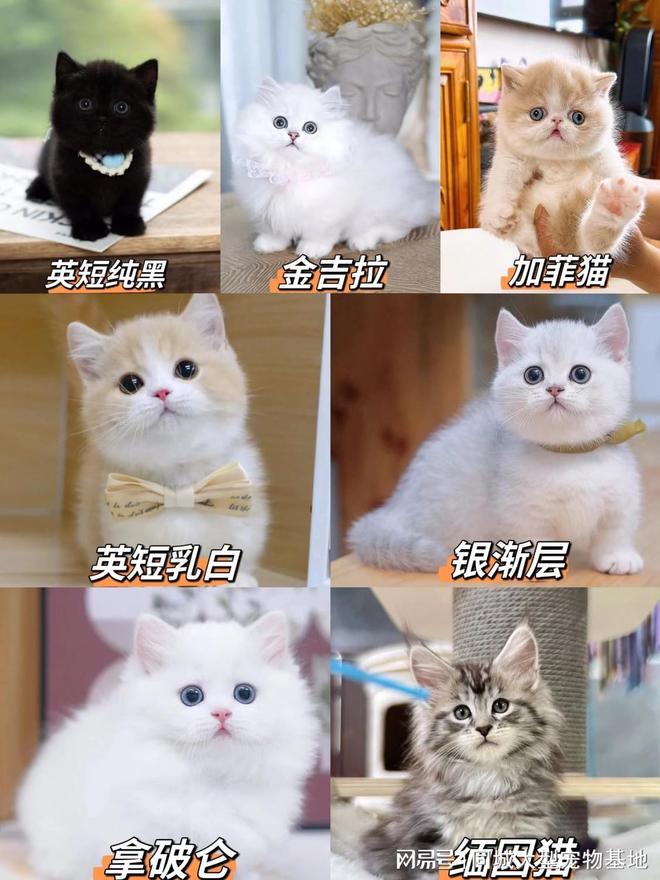 上海买宠物猫狗在哪里买比较好,这家实体老店买的放心有安全保障