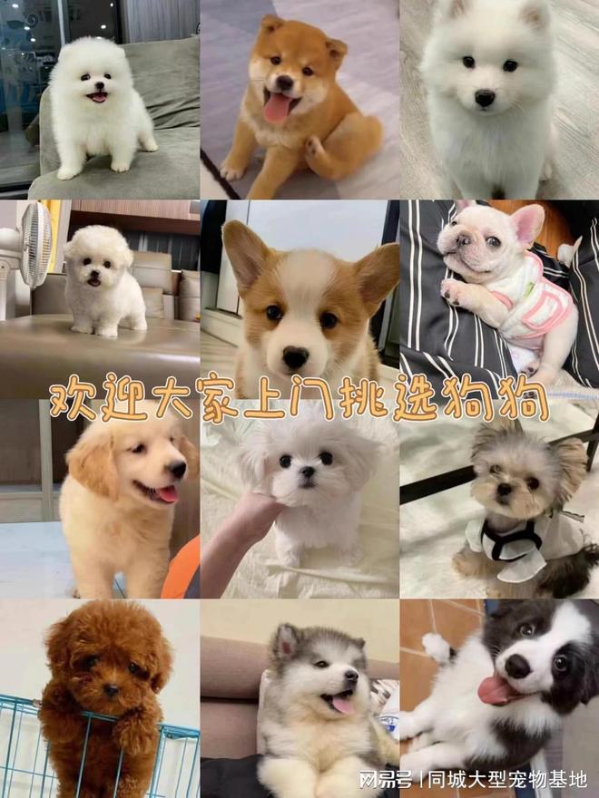 上海买宠物猫狗在哪里买比较好,这家实体老店买的放心有安全保障
