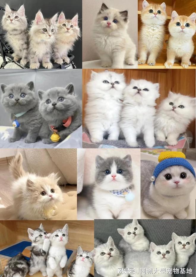 上海买宠物猫狗在哪里买比较好,这家实体老店买的放心有安全保障