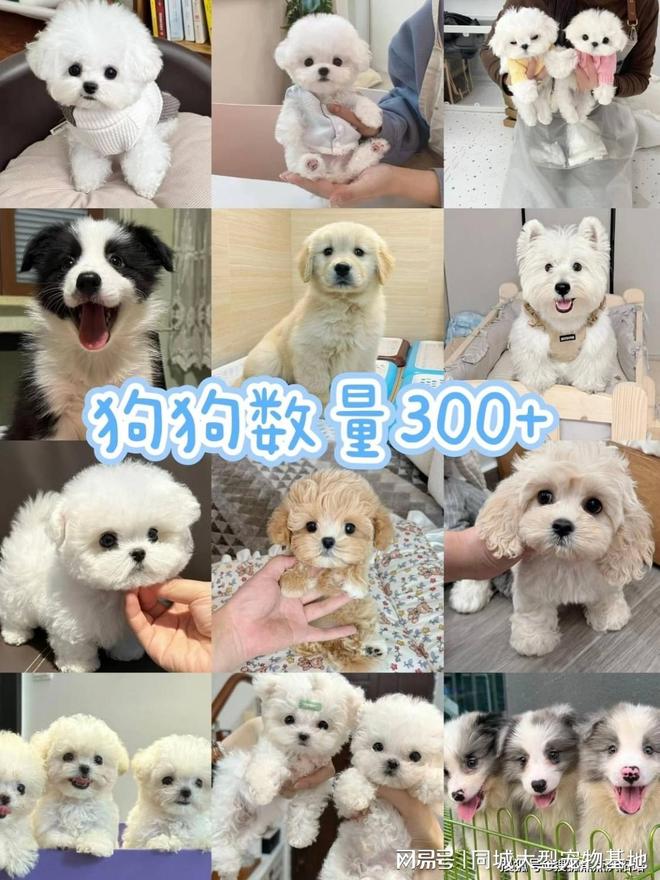上海买宠物猫狗哪里比较安全,这家实体老店买的放心,有安全保障