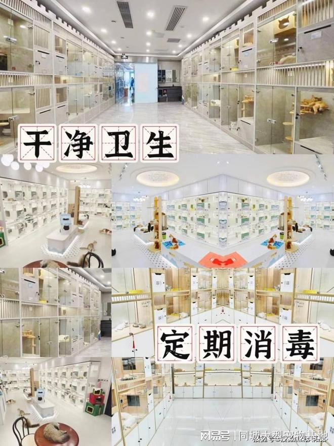 上海买宠物猫狗哪里比较安全,这家实体老店买的放心,有安全保障