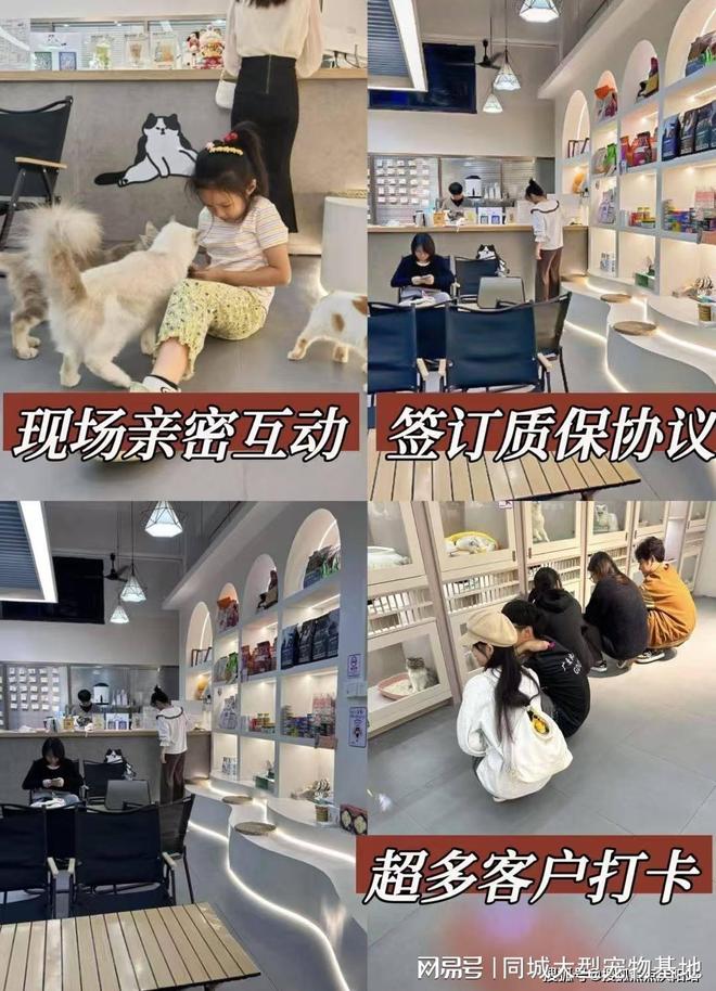 上海买宠物猫狗哪里比较安全,这家实体老店买的放心,有安全保障