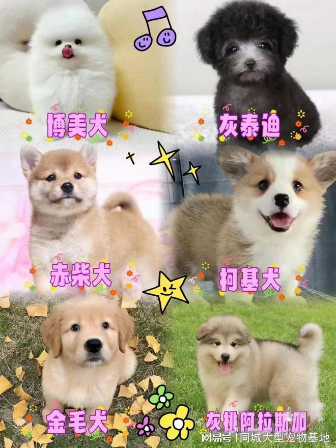 上海买宠物猫狗哪里比较安全,这家实体老店买的放心,有安全保障