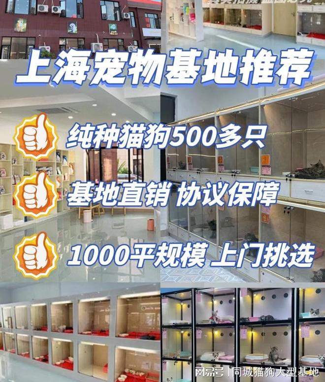 上海买宠物的最佳地点，选这家实体老店更靠谱