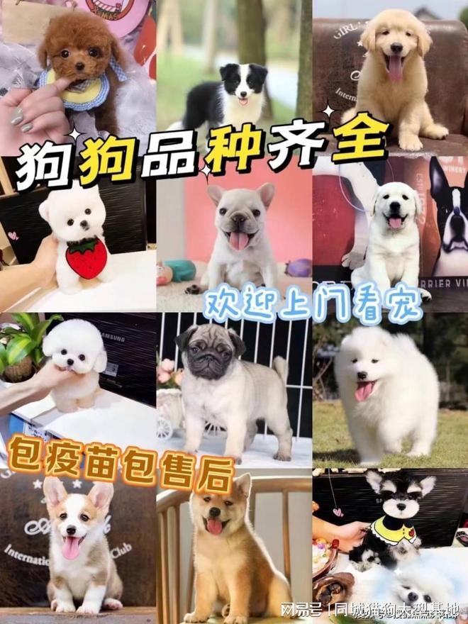 上海买宠物的最佳地点，选这家实体老店更靠谱