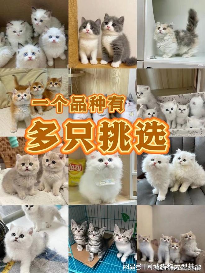 上海安全买宠物途径,这家宠物店支持任何第三方检测