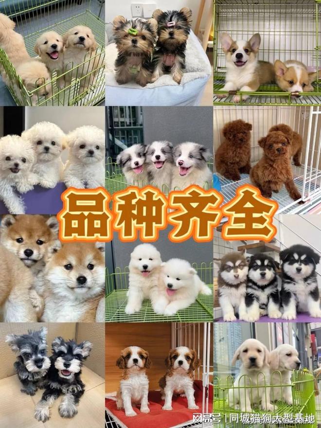 上海安全买宠物途径,这家宠物店支持任何第三方检测