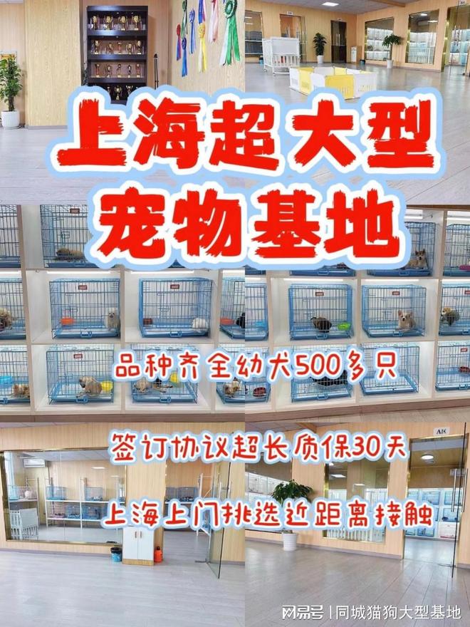 上海买宠物在哪家最好,选这家实体老店更靠谱
