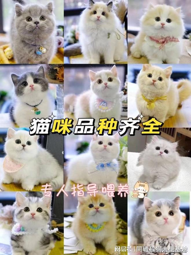 上海买宠物在哪家最好,选这家实体老店更靠谱