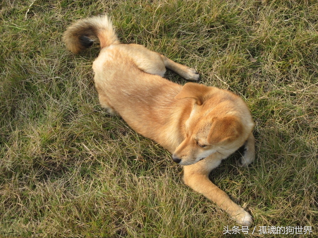 狗狗常见的拉稀的原因及解决办法