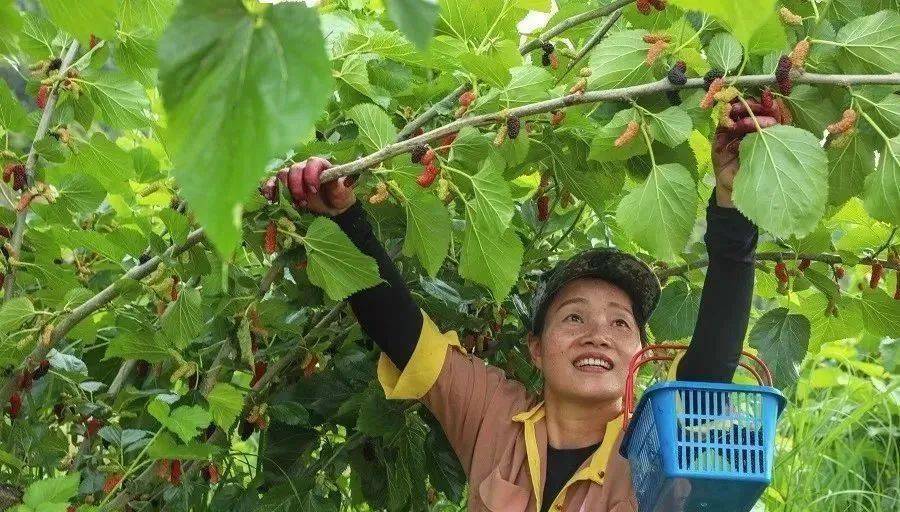 农业全产业链标准化体系：如何打造乡村产业发展的“升级版”？