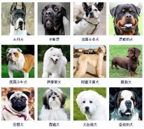 狗的品种大全（狗狗有多少品种）